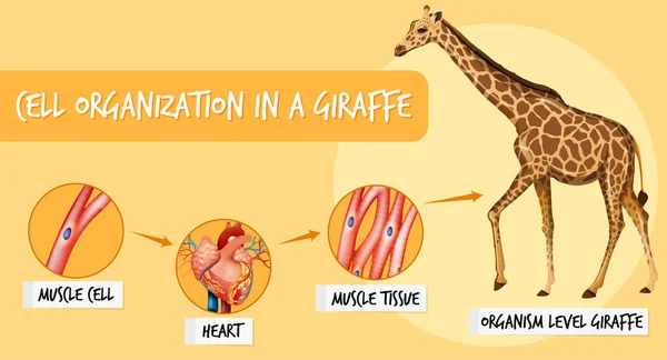 Bir Zürafa Çiziminde Hücre Organizasyonunu Gösteren Diyagram — Stok Vektör