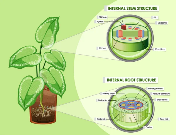 Diagrama Que Muestra Ilustración Del Tallo Estructura Raíz — Archivo Imágenes Vectoriales