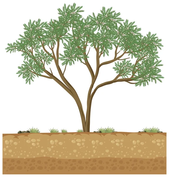 Árvore Grande Crescendo Ilustração Solo Sólido —  Vetores de Stock