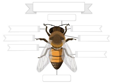 Bir arı çalışma kağıdının dış anatomisi çizimi