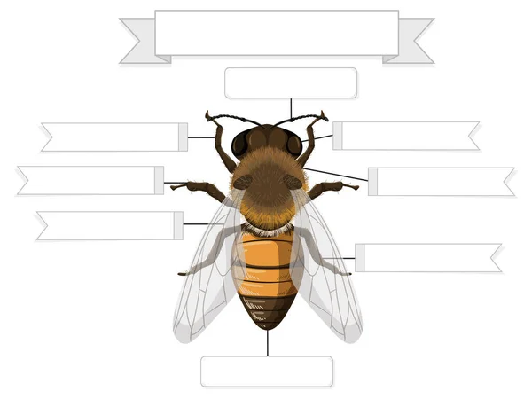 External Anatomy Bee Worksheet Illustration — Stock Vector