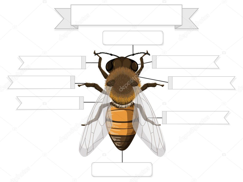 External Anatomy of a bee worksheet  illustration