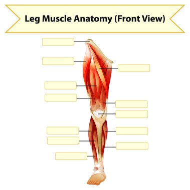 İnsan bacak kası anatomisi çalışma çizelgesi çizimi