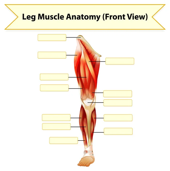 Anatomie Des Menschlichen Beinmuskels Arbeitsblatt Illustration — Stockvektor