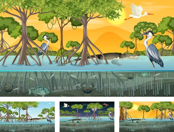 Different Mangrove Forest Landscape Scenes Animals Plants Illustration — Stock Vector