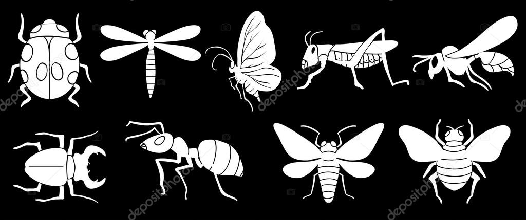 Different insects