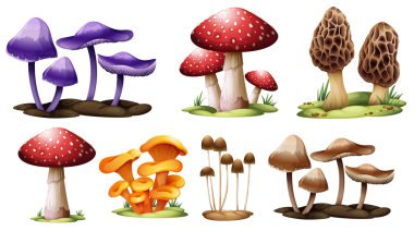 Different types of mushrooms clipart