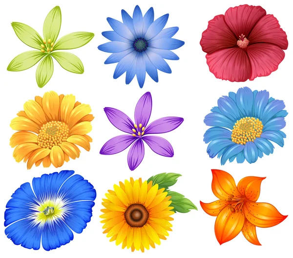 Flores de colores — Vector de stock