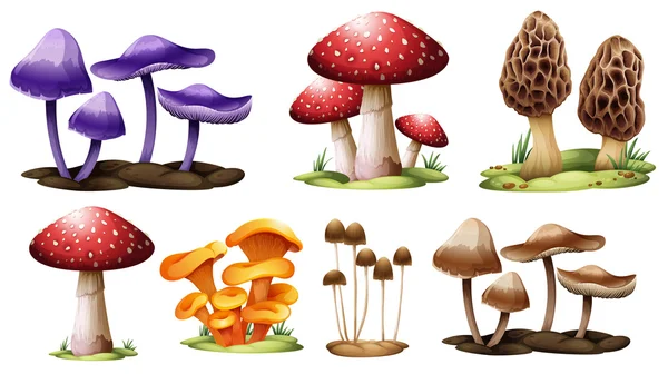 Différents types de champignons — Image vectorielle