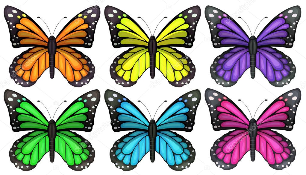 Colourful butterflies