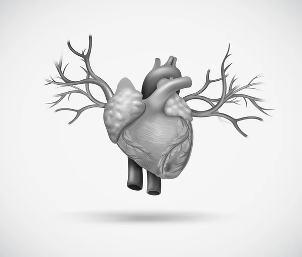 Людського серця — стоковий вектор