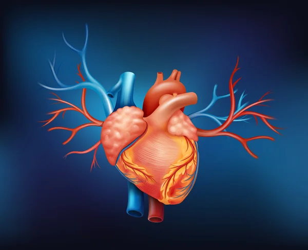 Ett mänskligt hjärta — Stock vektor