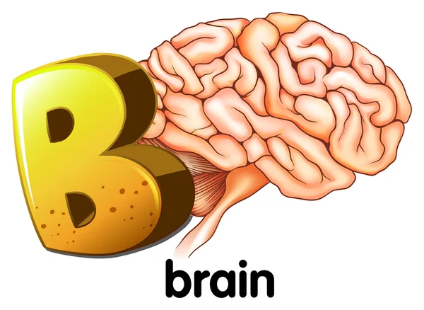 Uma letra B para o cérebro — Vetor de Stock