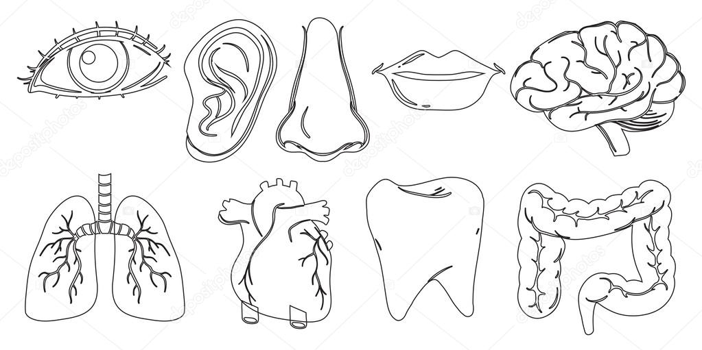Doodle design of the different internal and external body parts