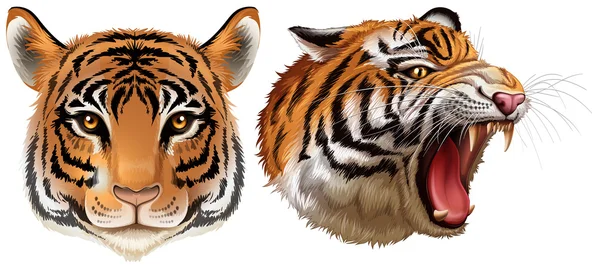 Head of the tigers — Stock Vector
