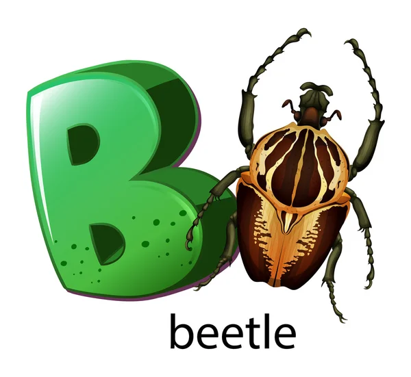 A letter B for beetle — Stock Vector