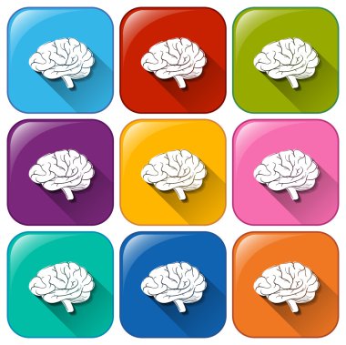 düğmeleri ile beyin organ