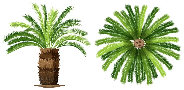 Sogo palm — Stockový vektor