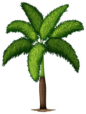 Wodyetia Bifurcata bitki