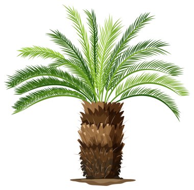 A topview of a sago palm plant clipart