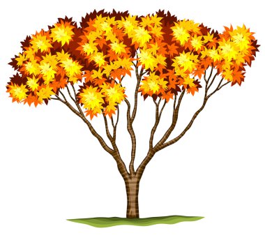 Bir bloodgood Japonca Akça ağaç