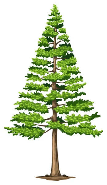 A green pine tree — Stock Vector