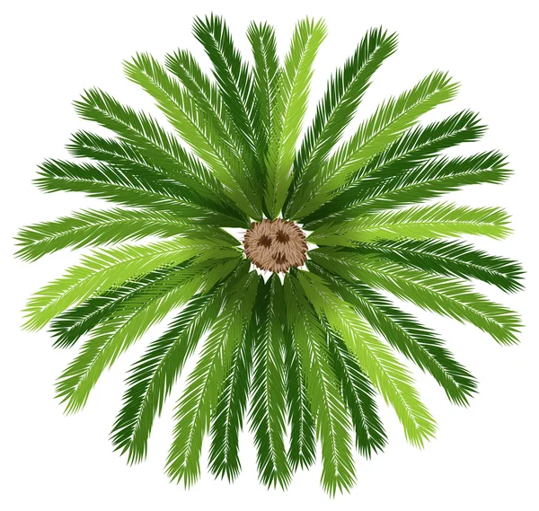 Una palmera de sagú — Archivo Imágenes Vectoriales
