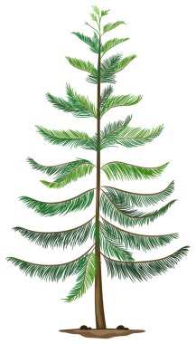 A Norfolk island pine clipart