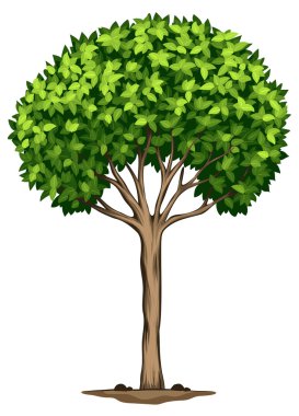 Laurus nobilis ağaca