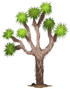 Yucca brevifolia ağaç