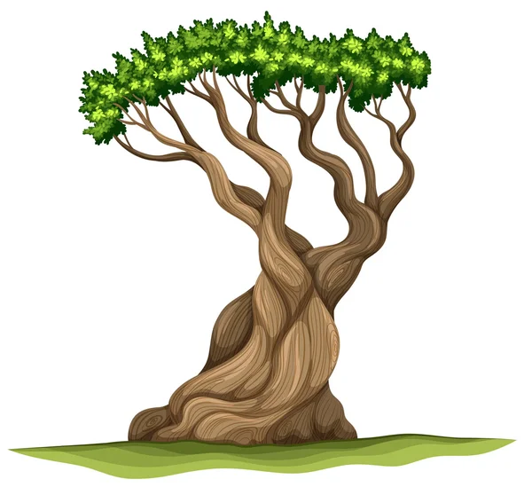 Een boom Bristlecone pine — Stockvector