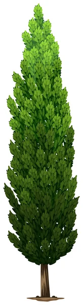 A Swedish columnar plant — Stock Vector