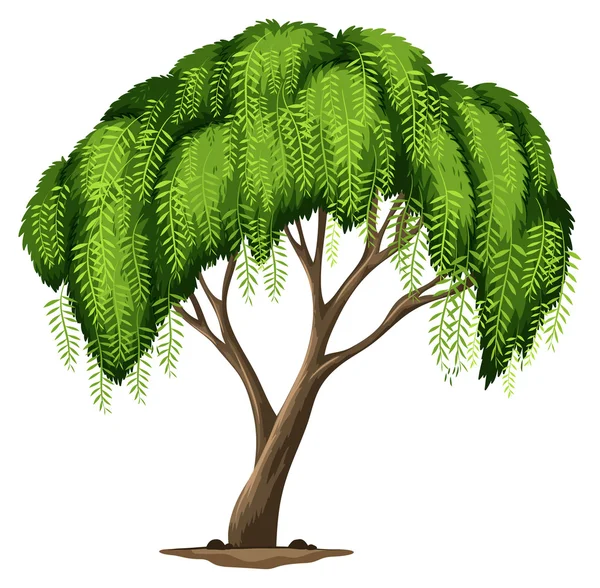 Kalifornijskie pieprzowe drzewo — Wektor stockowy