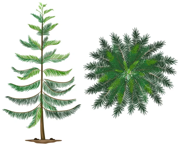 Een plant Norfolk island — Stockvector