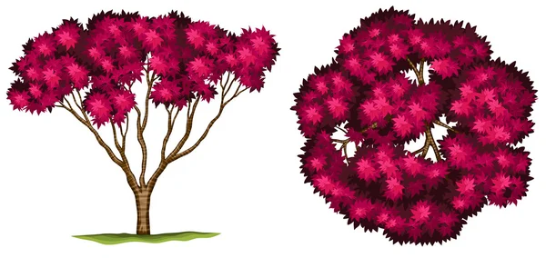 A bloodgood japanese maple tree Stock Illustration