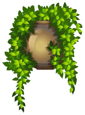 Bir asılı ev bitki