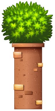 A decorative plant