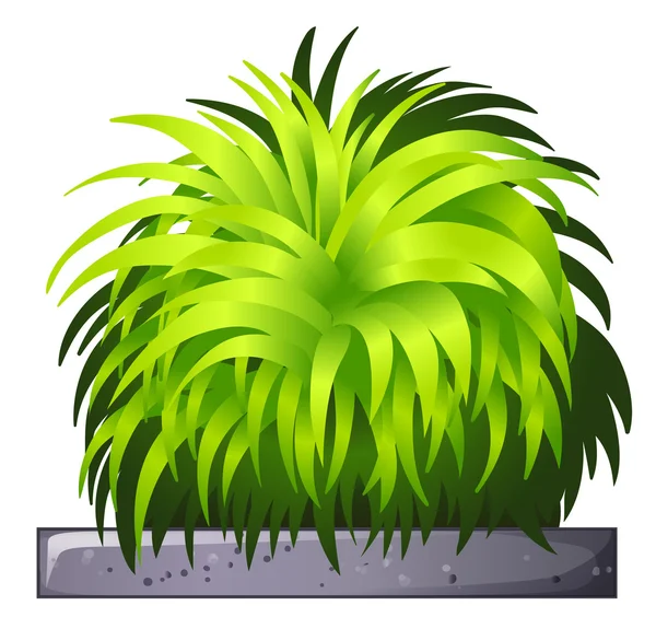 Una planta decorativa — Vector de stock