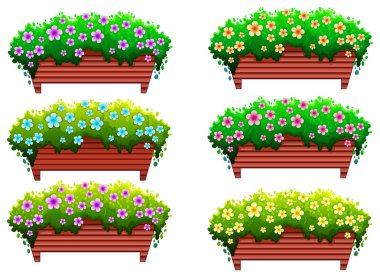 Houseplants çiçekli