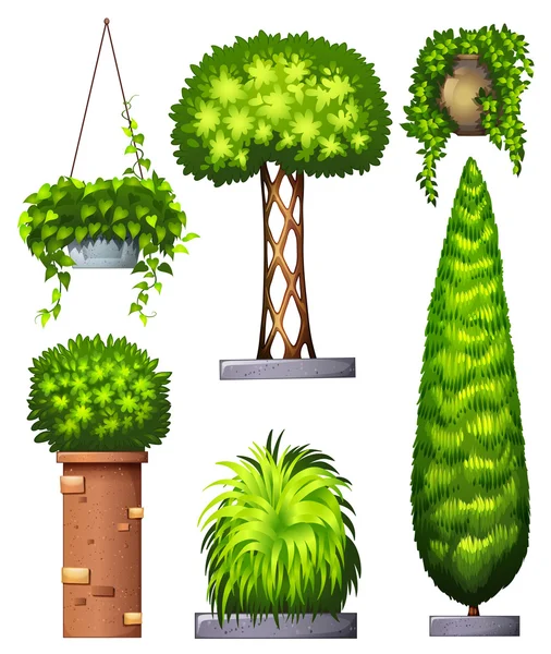 Verschillende decoratieve planten — Stockvector