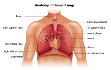 Human Lungs Anatomy clipart