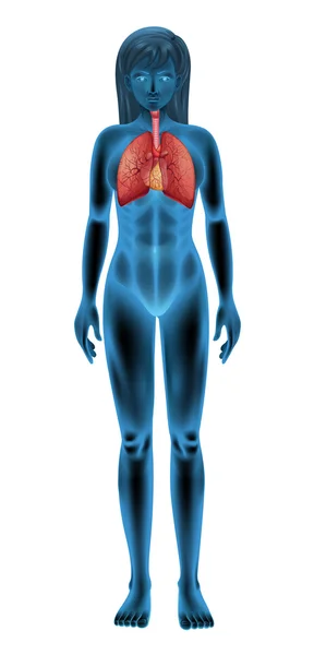 Sistema respiratório humano — Vetor de Stock