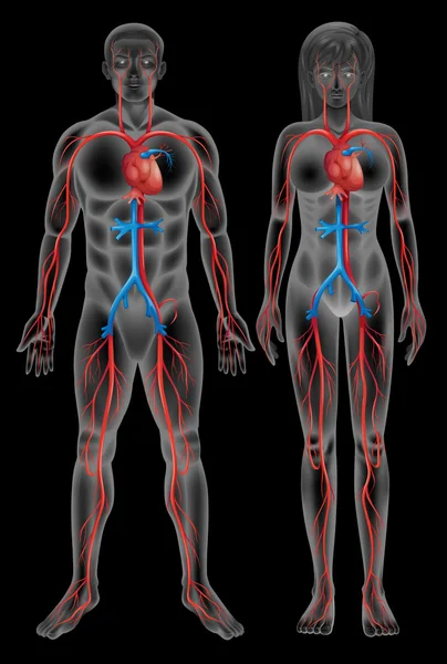 Серцево-судинна система — стоковий вектор