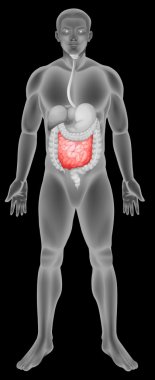 Anatomy of the small intestine clipart