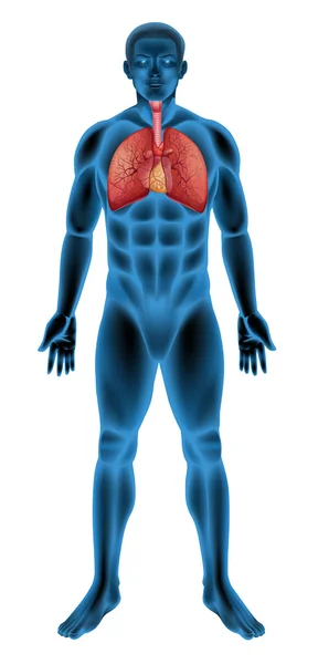 Sistema respiratorio humano — Vector de stock