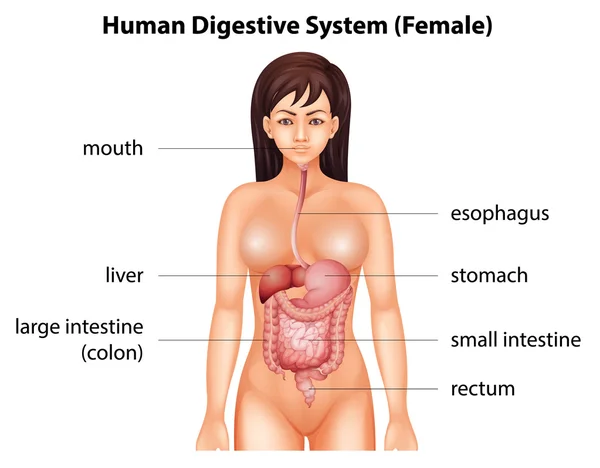 Système digestif humain — Image vectorielle