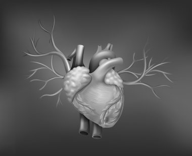 A human heart clipart