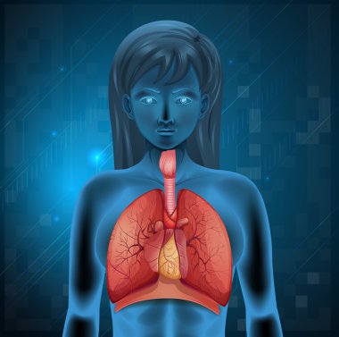 Human respiratory system clipart