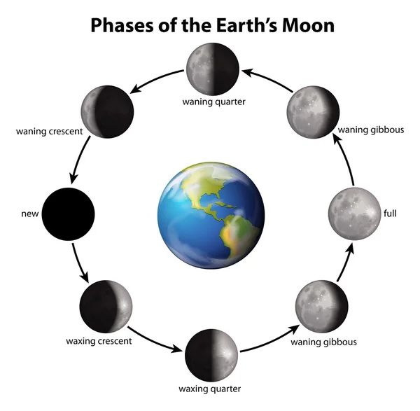 Fases de la Luna de la Tierra — Archivo Imágenes Vectoriales