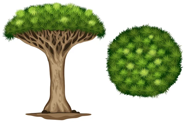 Een bloed dragon tree — Stockvector